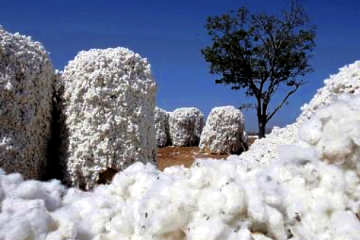 OGM au Burkina Faso : presque moitié moins de Coton Bt cultivé, selon le directeur de la Sofitex